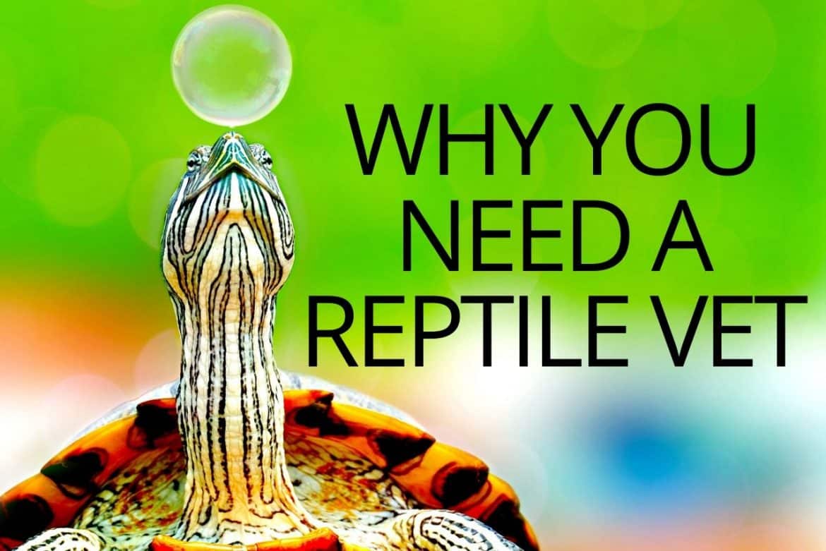 Why You Need A Reptile Vet