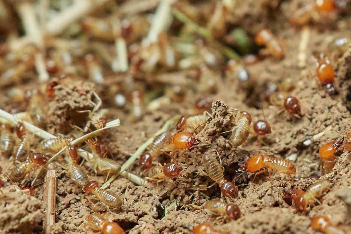 5 Common Mistakes When Dealing With Termites