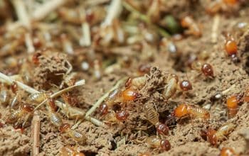5 Common Mistakes When Dealing With Termites